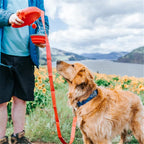 4-in-1 dog leash with water bottle – view 4
